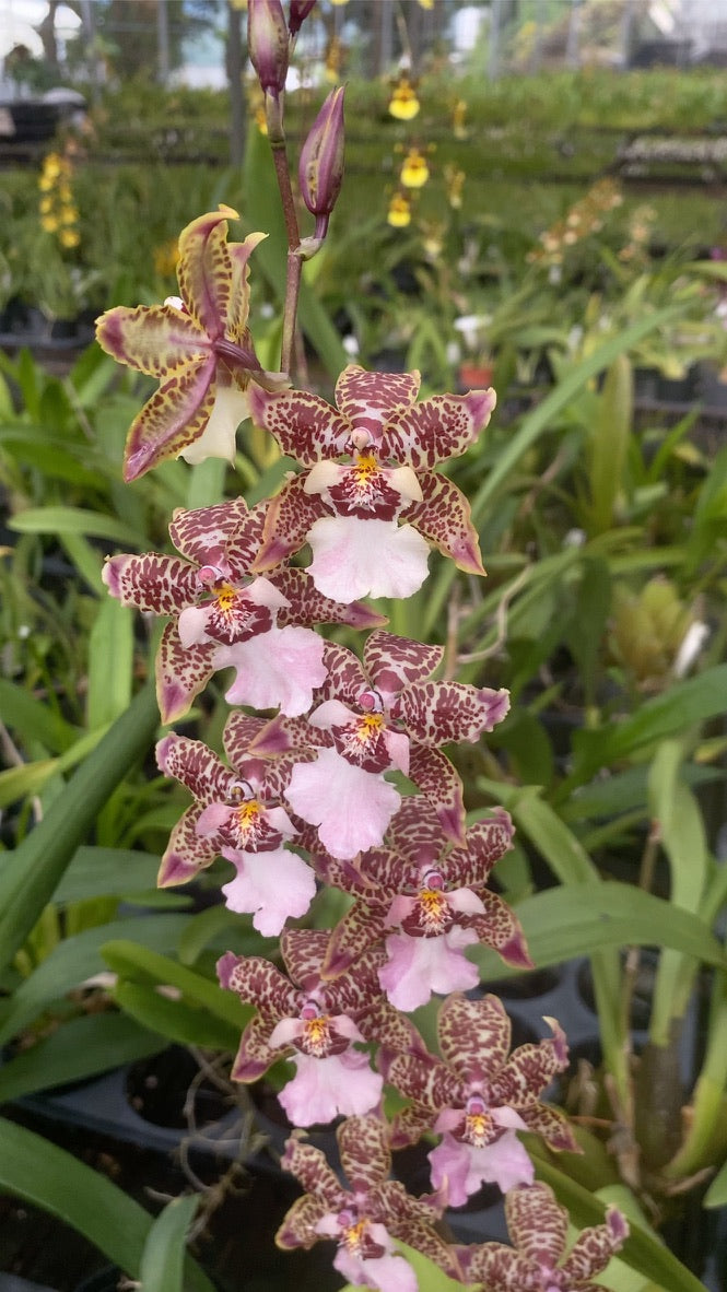 澤蘭科菌素‘2213’