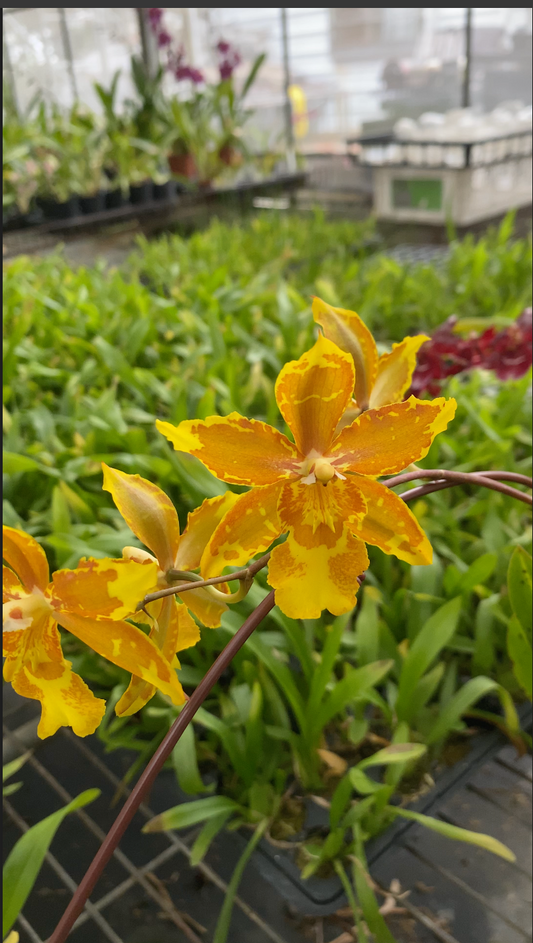 文心蘭‘HLD-2’