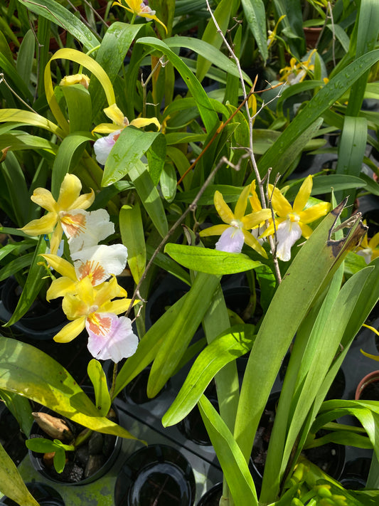 Miltonia Willam Kirch《麵包與奶油》