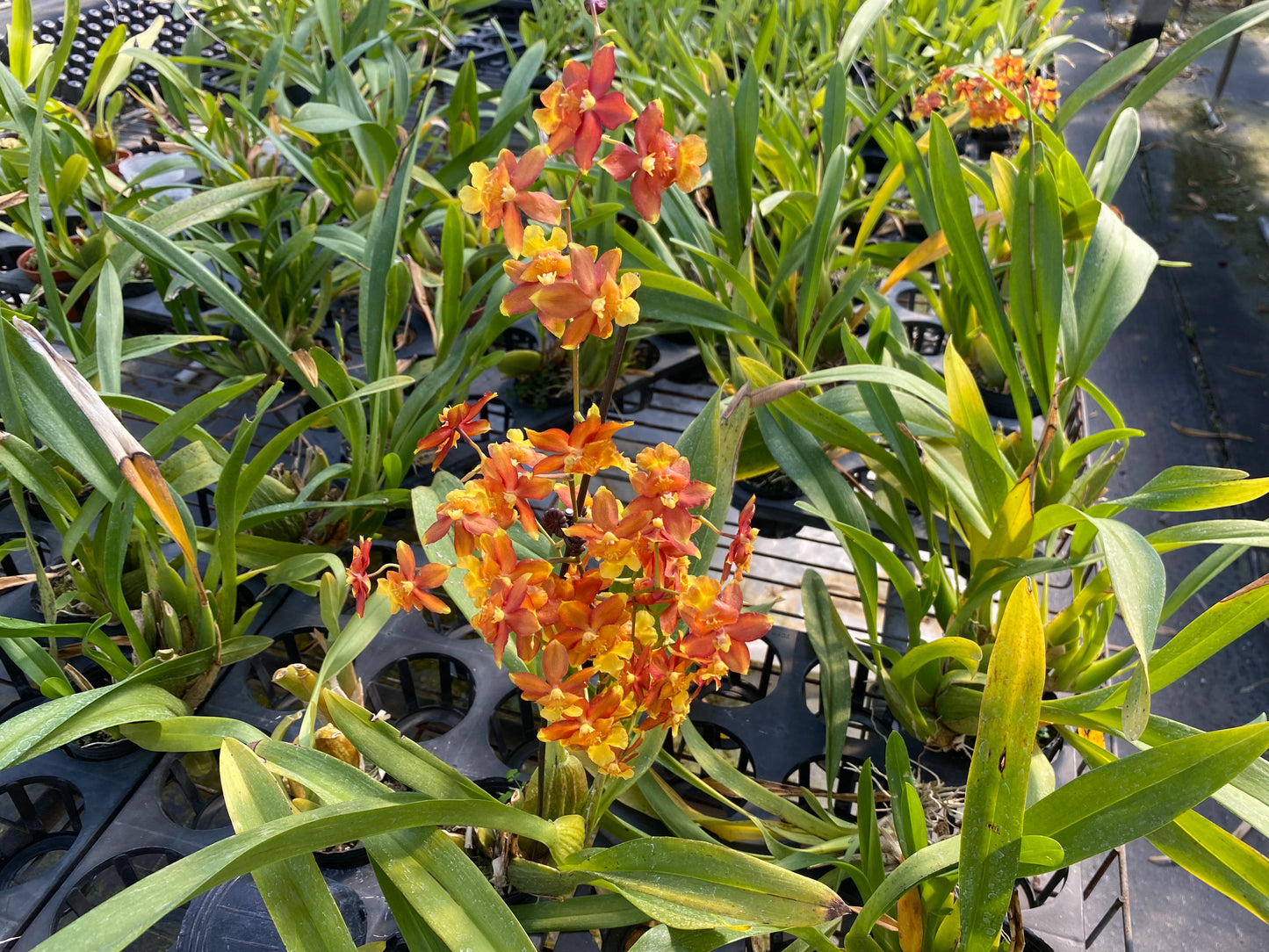 文心蘭‘橙果’