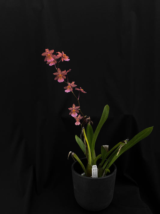 腫瘤科胡魯都恩 '2158'