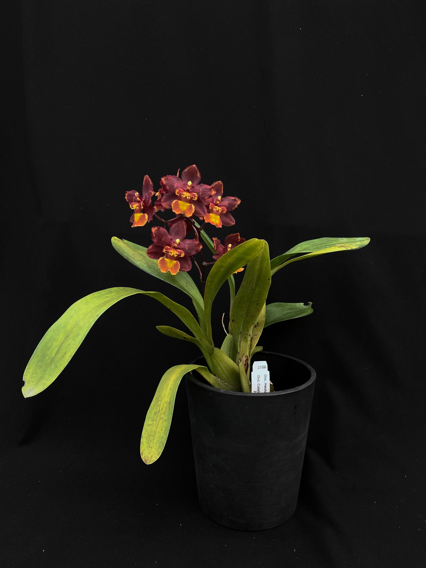 腫瘤科胡魯都恩 '2158'