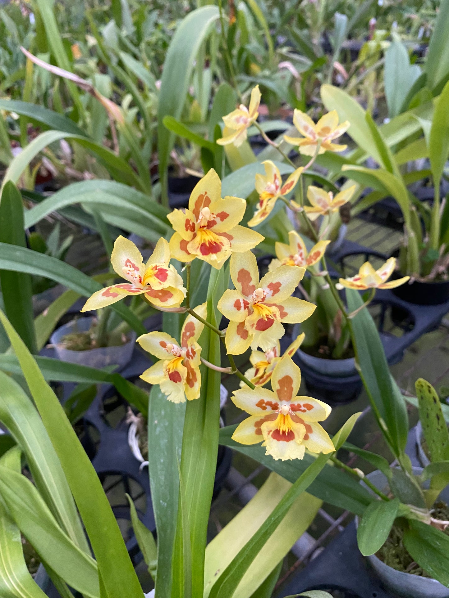 澤蘭科菌‘HLD-2’