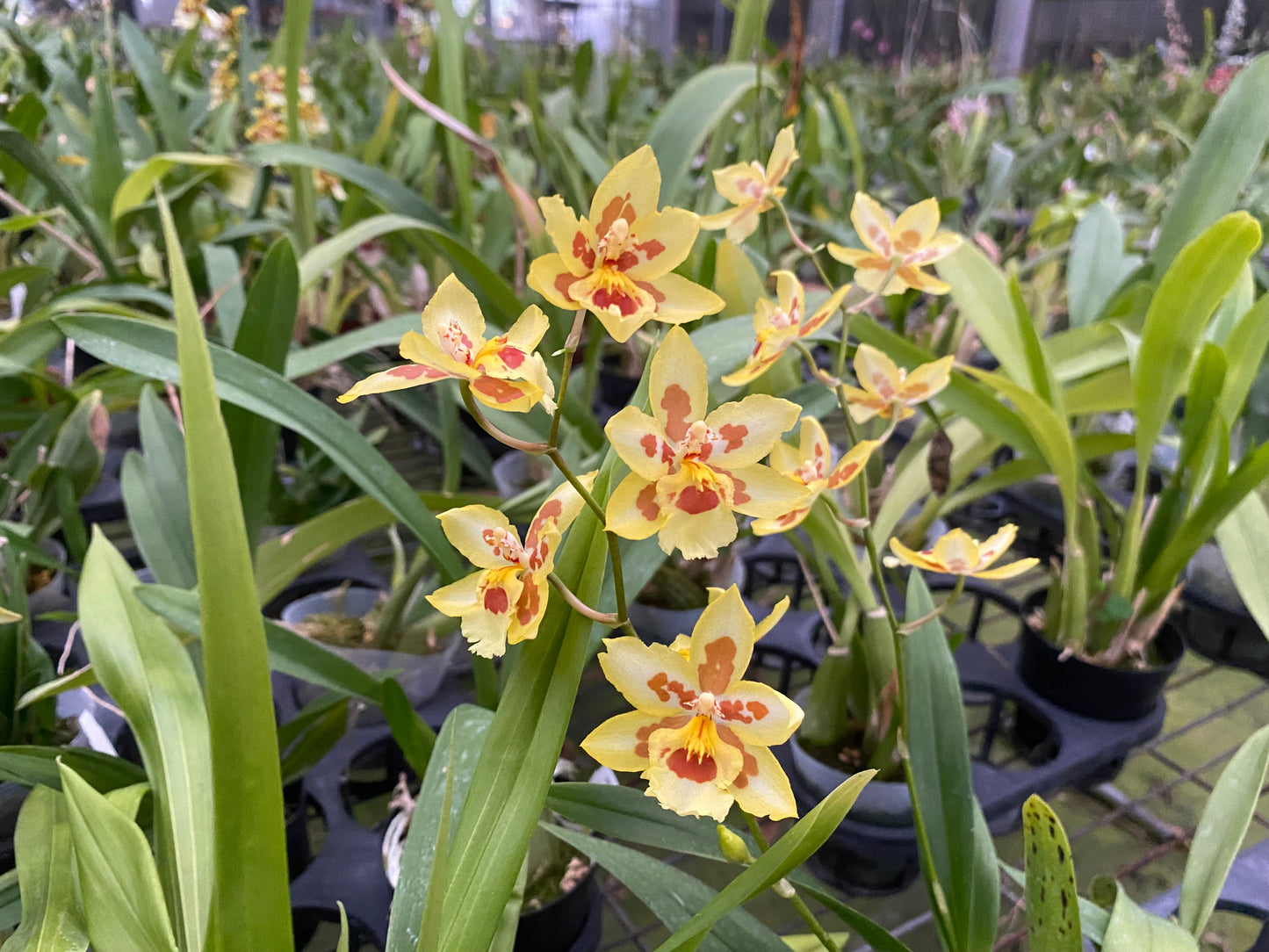 澤蘭科菌‘HLD-2’