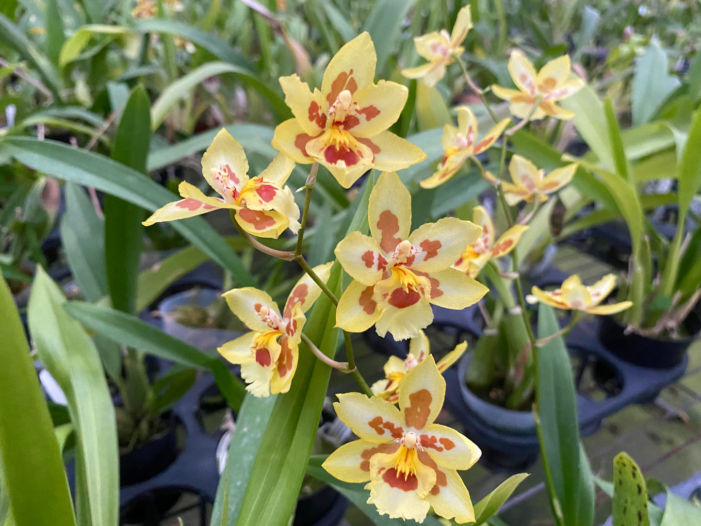 澤蘭科菌‘HLD-2’