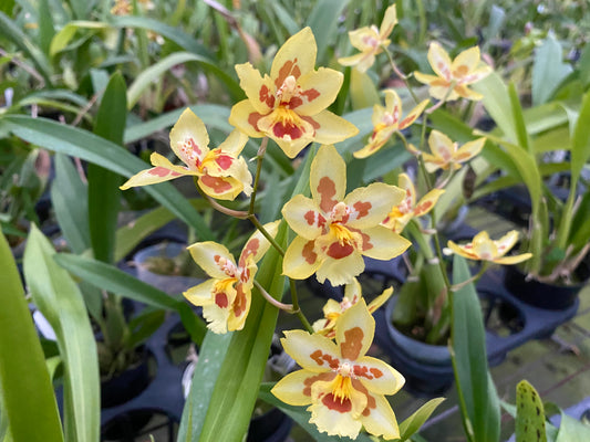 澤蘭科菌‘HLD-2’