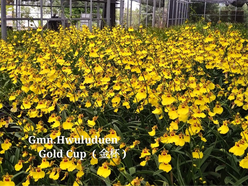 Gomonia Hwuluduen‘金杯’