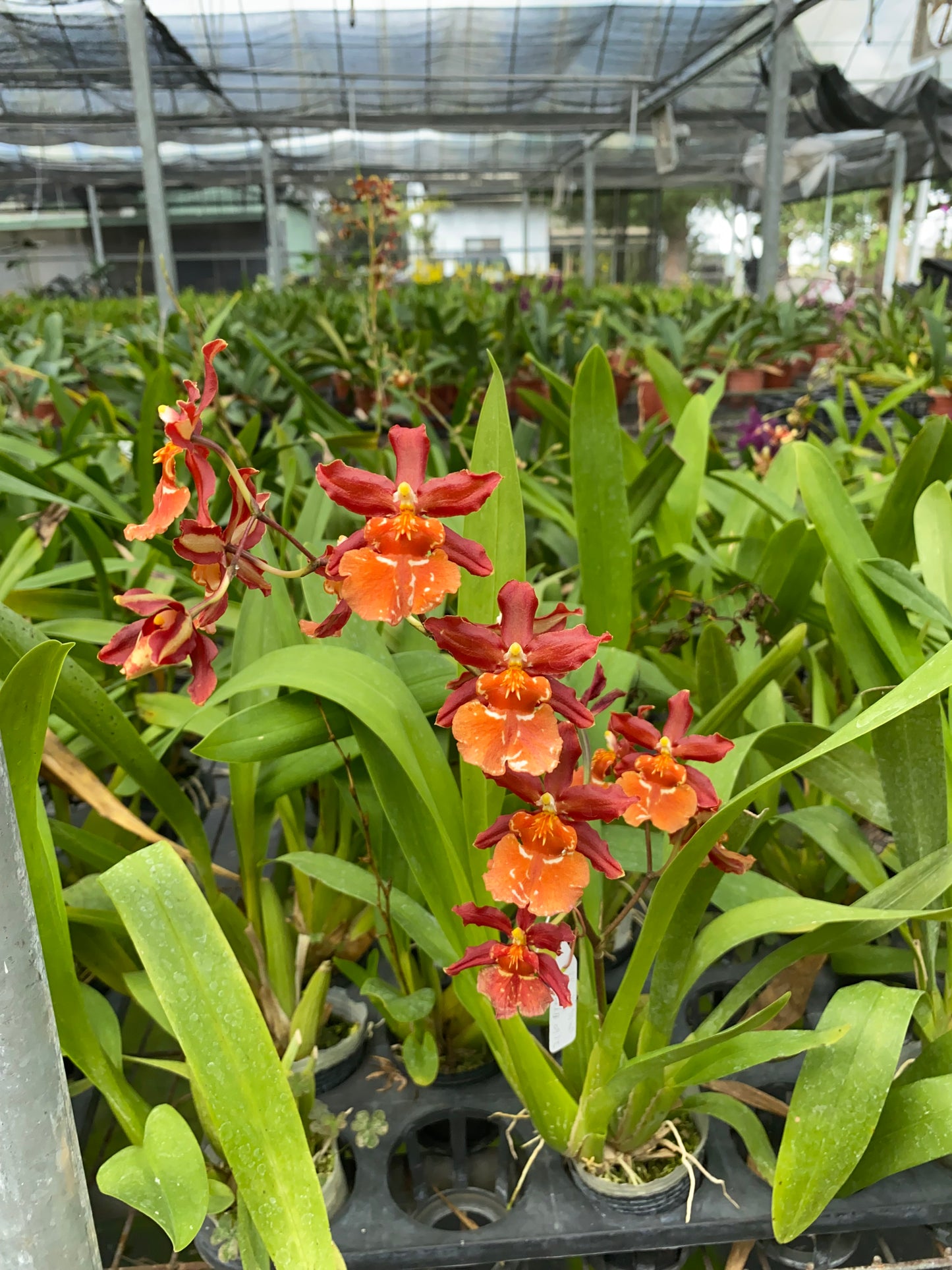 文心蘭 Hwuluduen Messi ‘HLD’