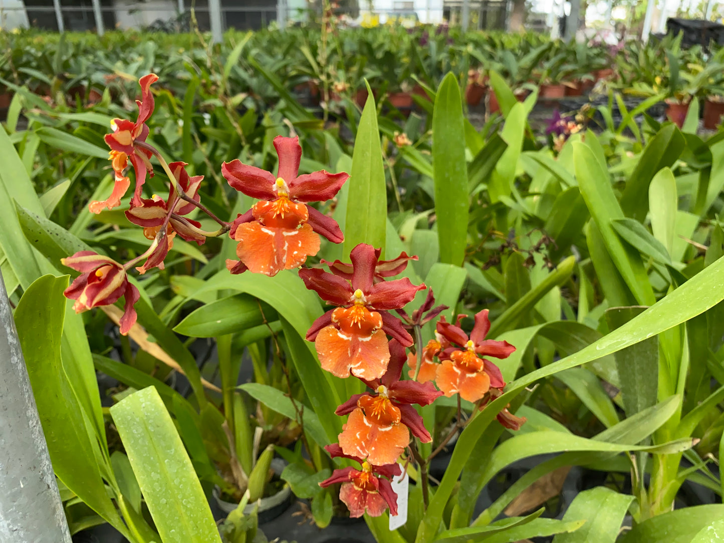 文心蘭 Hwuluduen Messi ‘HLD’