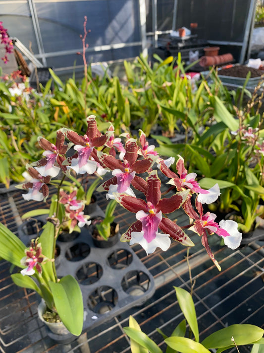 文心蘭‘夢想家’