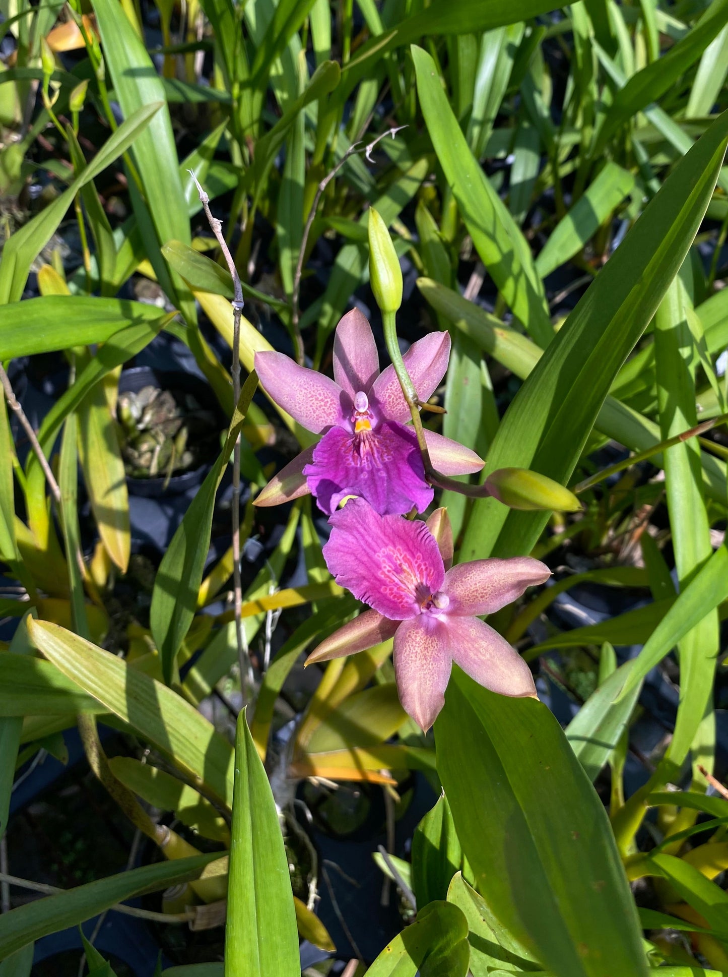 Miltonia Seminole Sand ‘Novely’