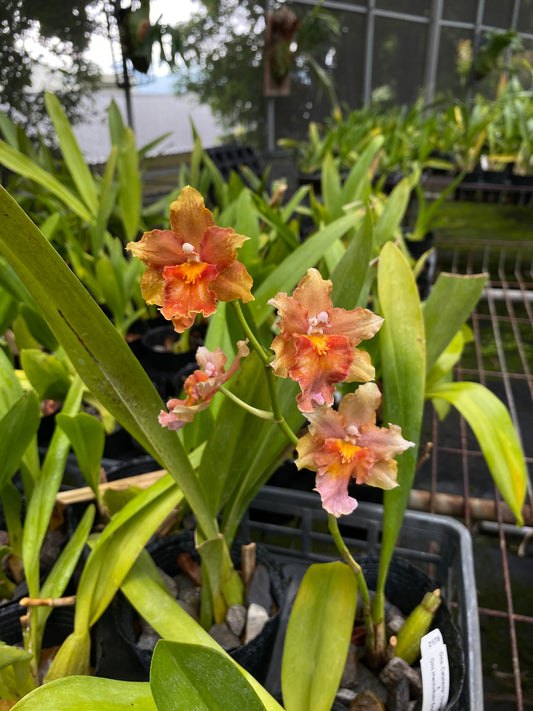 文心蘭‘2178-HLD’