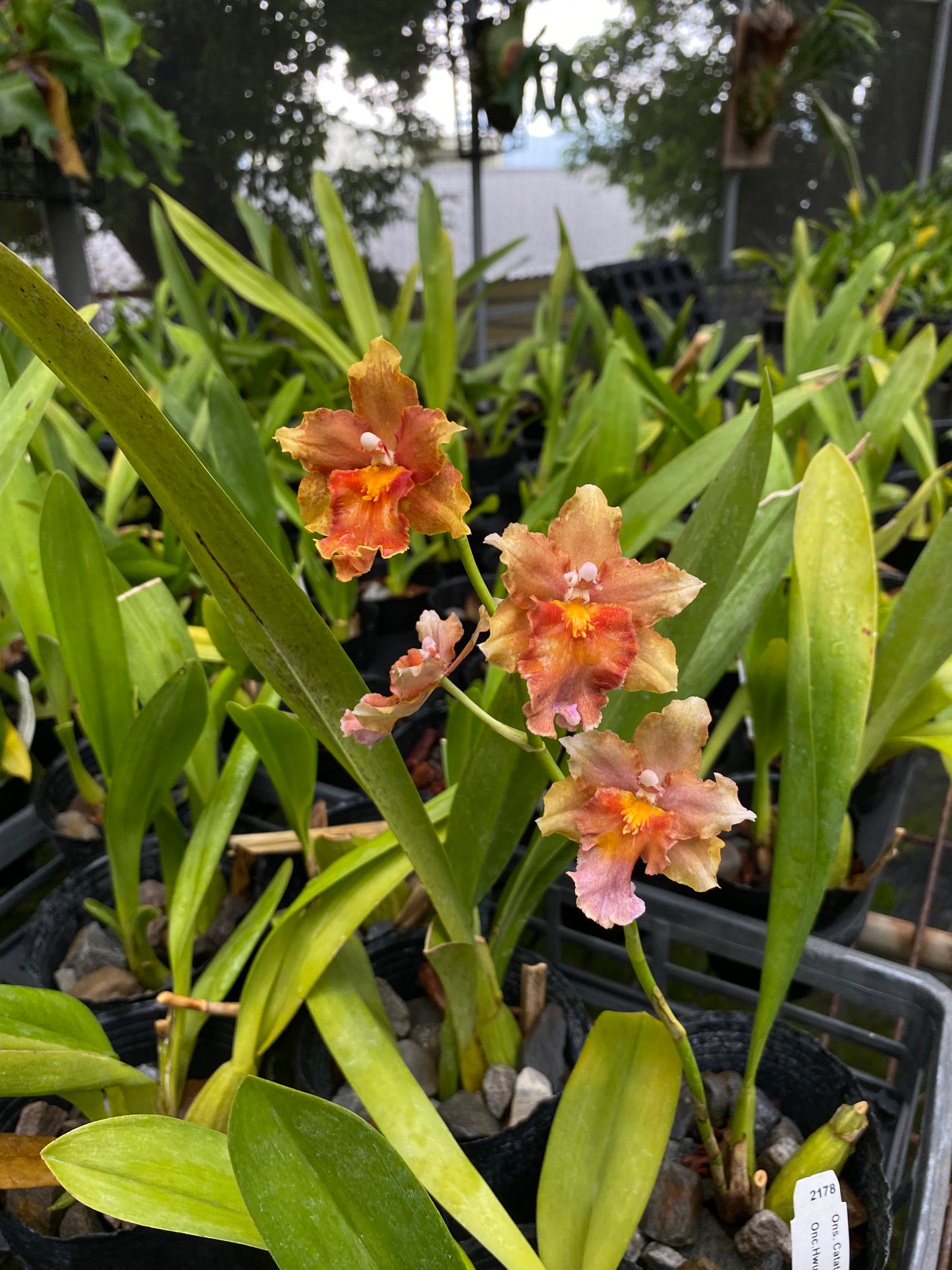 文心蘭‘2178-HLD’