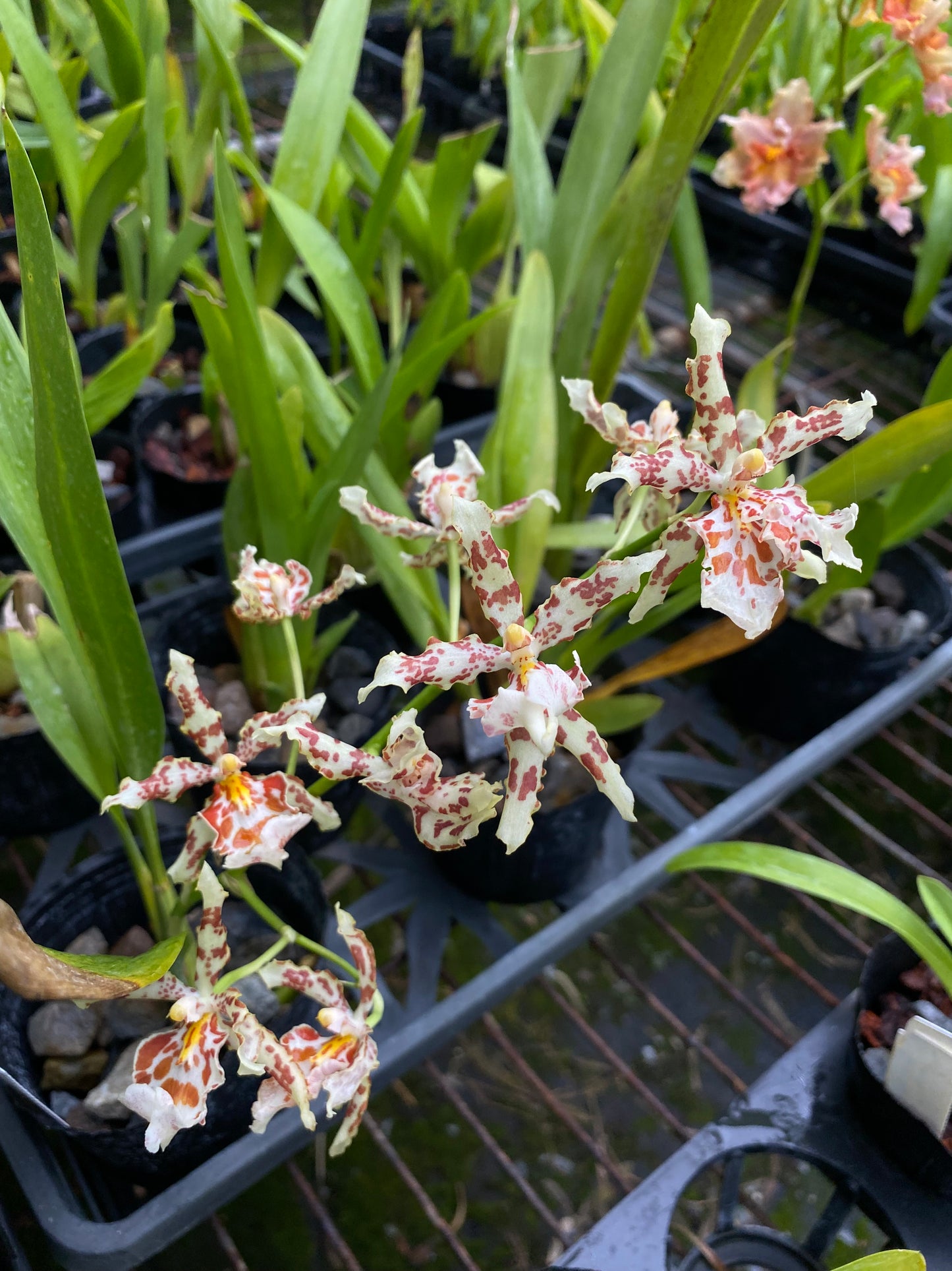 文心蘭‘2178-1’