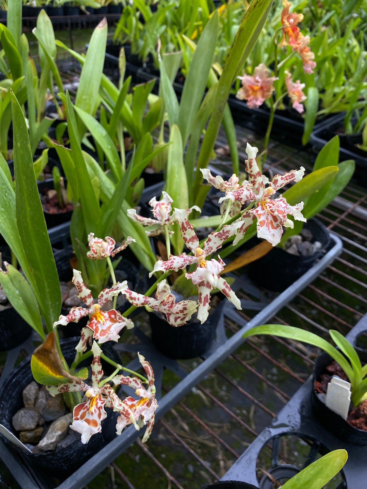 文心蘭‘2178-1’