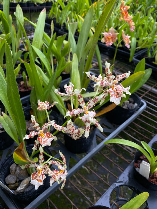 文心蘭‘2178-1’