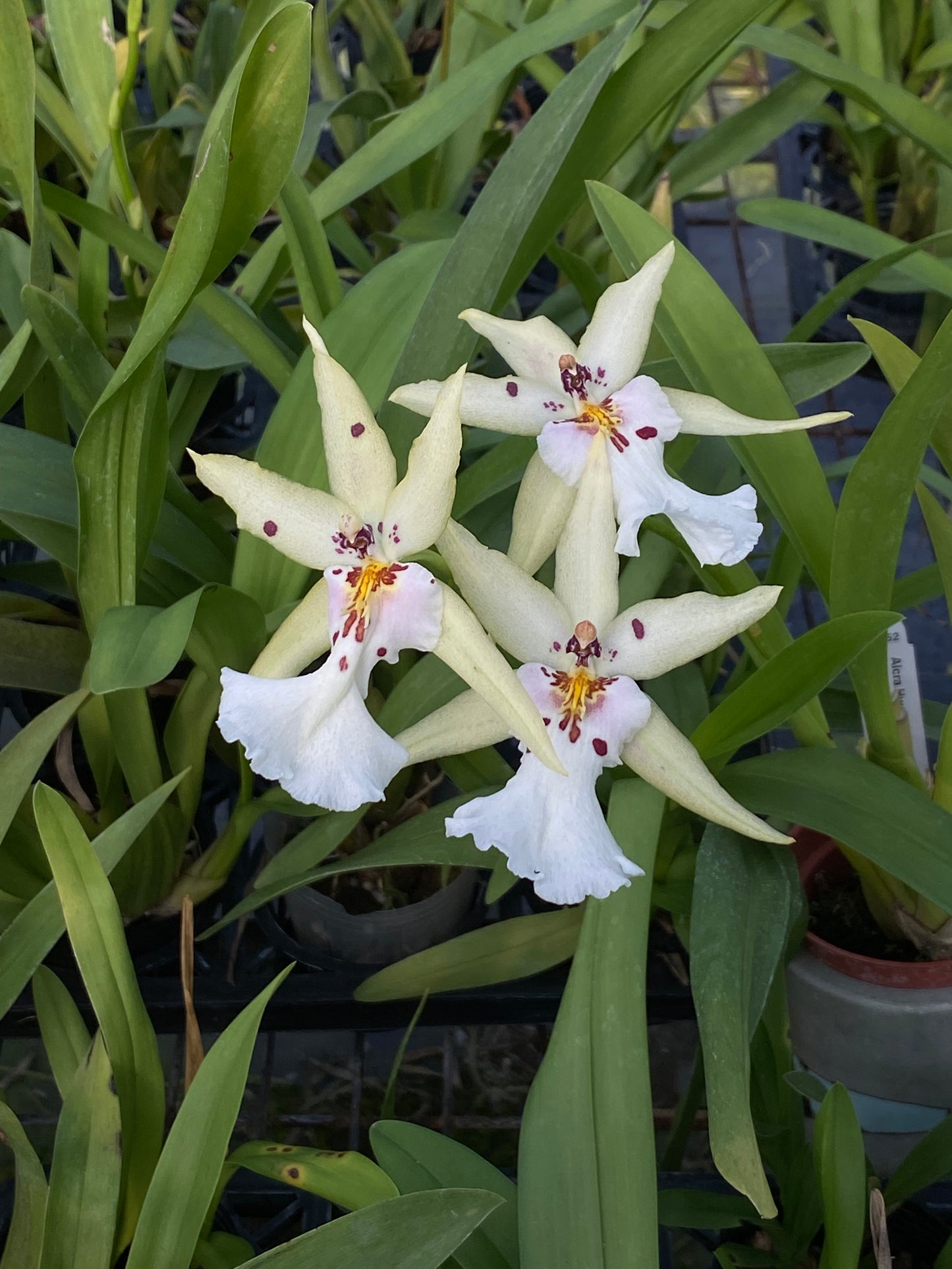 阿爾克拉。 Hwulduen 浪漫 'HLD'