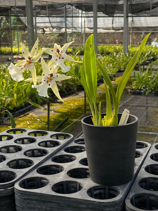 阿爾克拉。 Hwulduen 浪漫 'HLD'