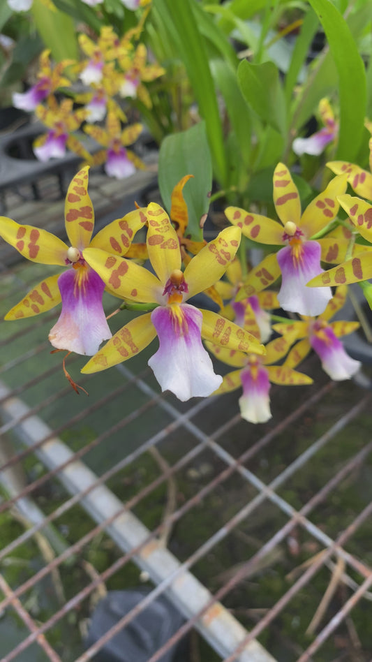 Miltonia Balle Glade '金色'