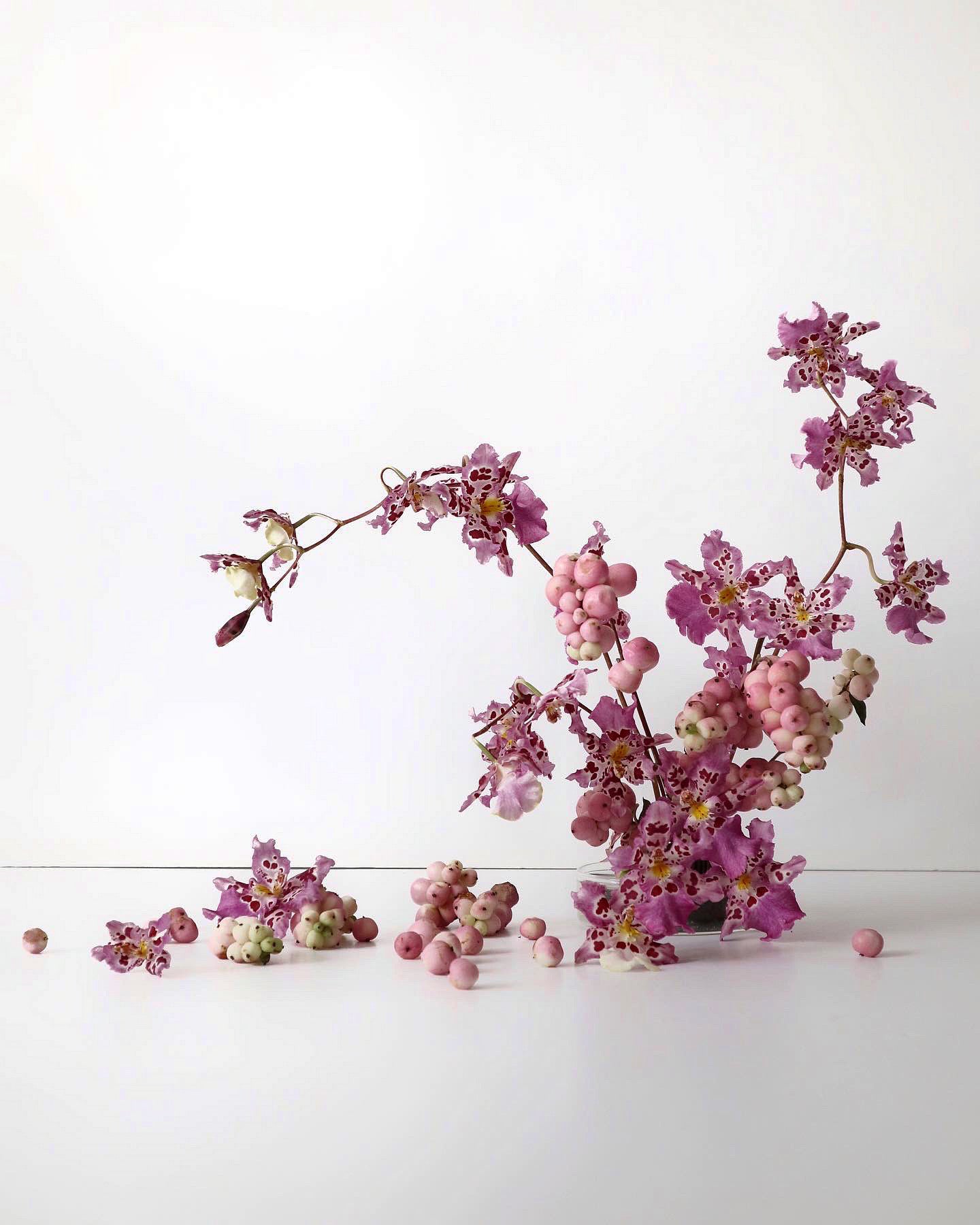 Zelenkocidium Hwuluduen 紅寶石‘Shirley’