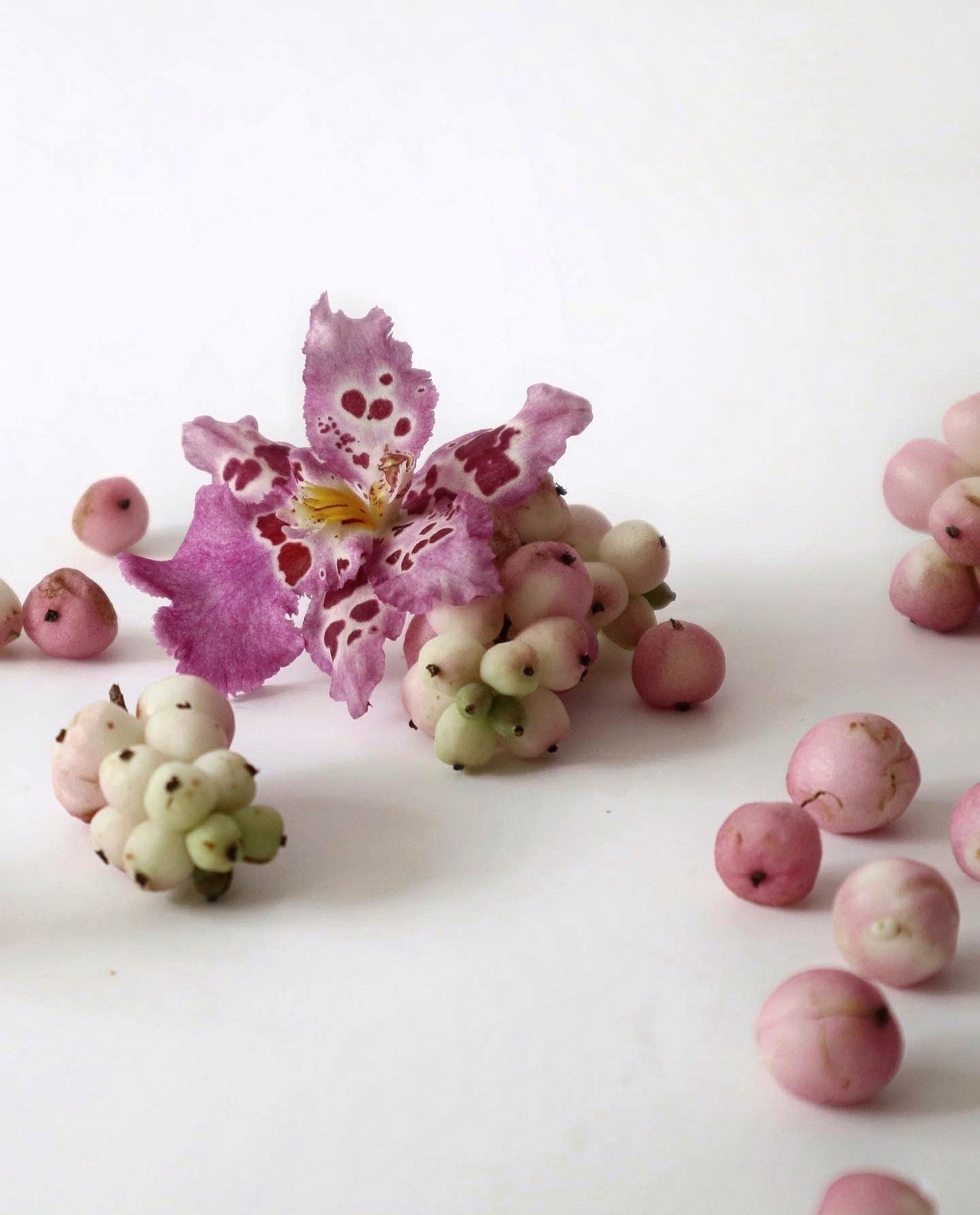 Zelenkocidium Hwuluduen 紅寶石‘Shirley’