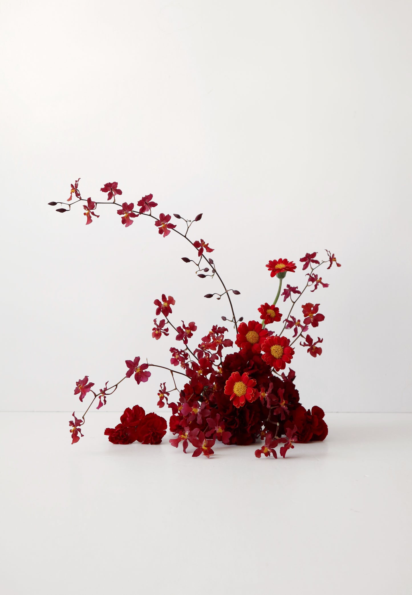 Oncidium Hwuluduen ‘紅櫻桃’ 文心蘭