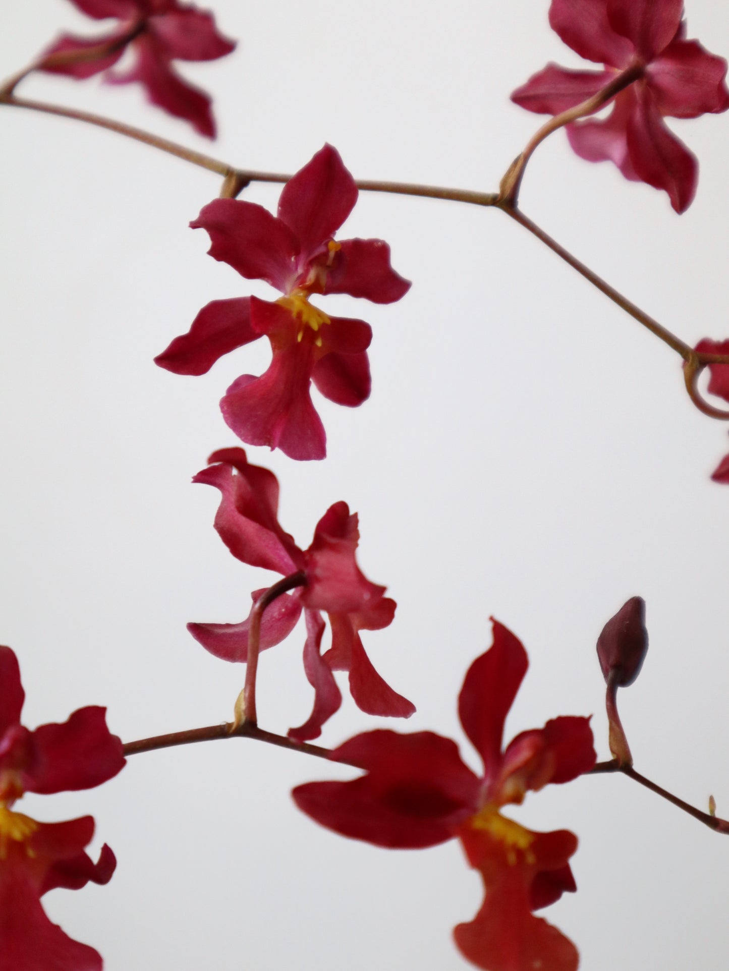 Oncidium Hwuluduen ‘紅櫻桃’ 文心蘭