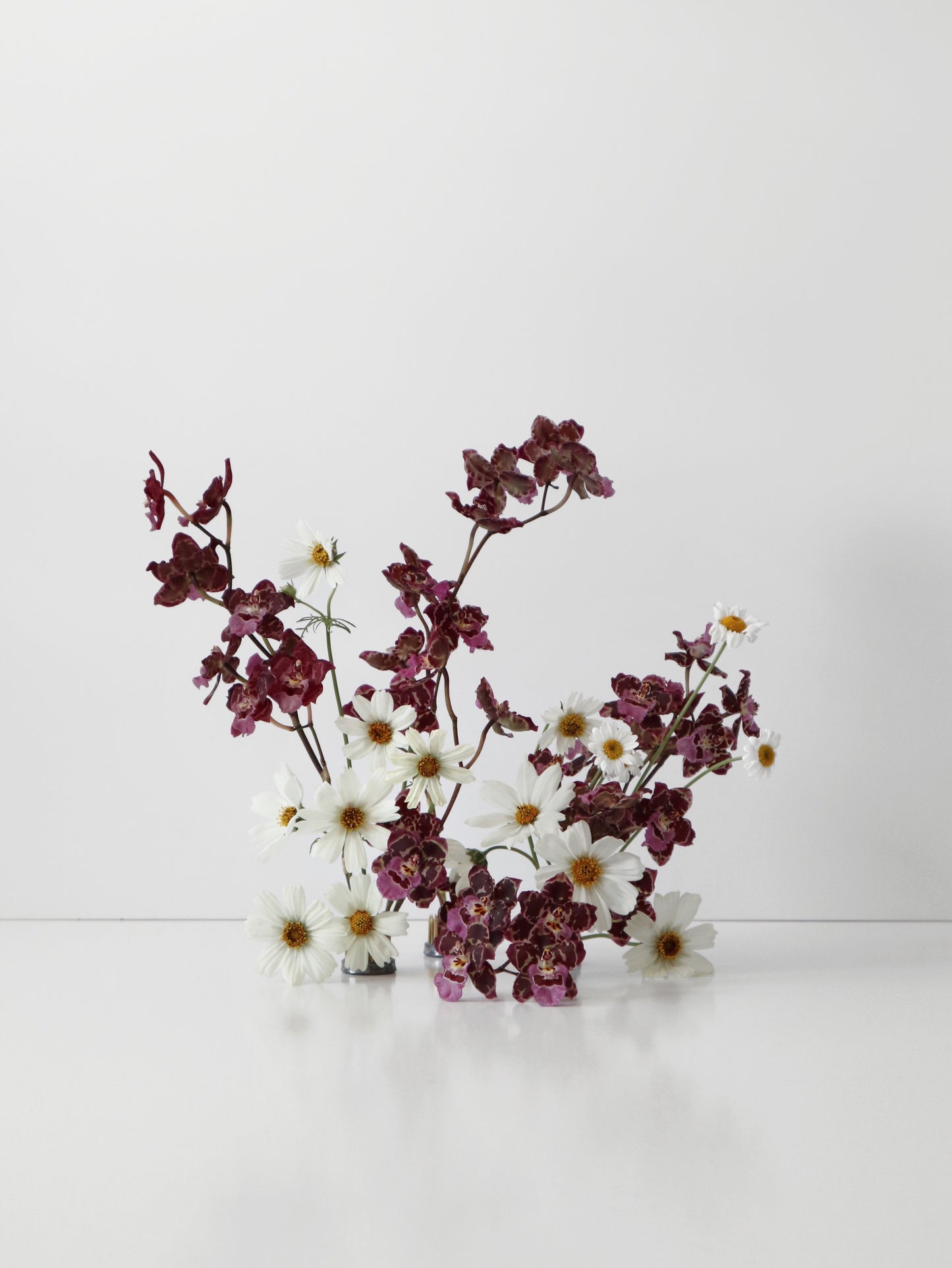 Oncidium Hwuluduen ‘Gina’ 文心蘭