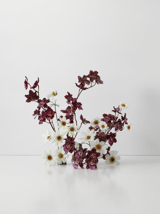 Oncidium Hwuluduen ‘Gina’ 文心蘭