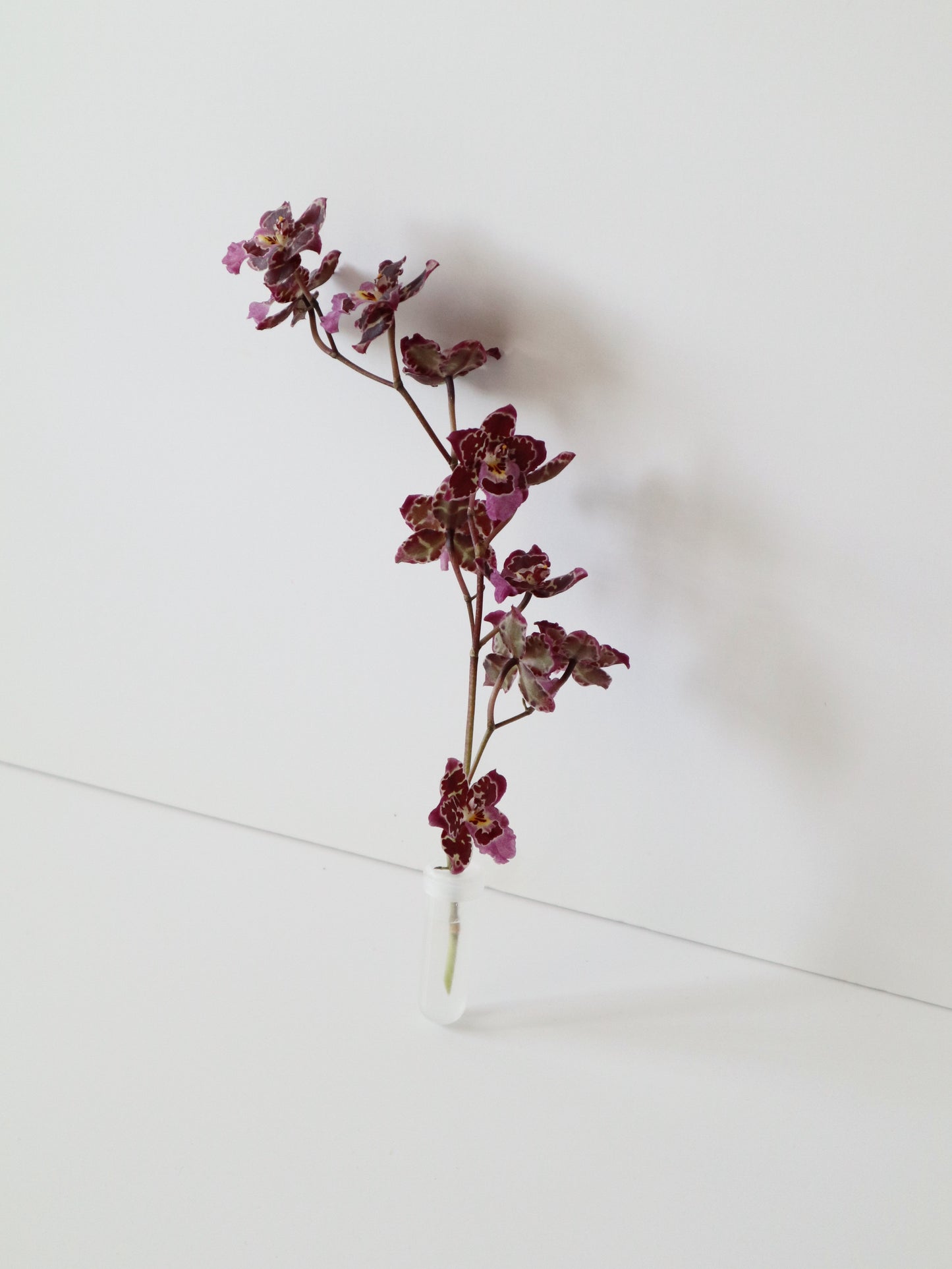 Oncidium Hwuluduen ‘Gina’ 文心蘭