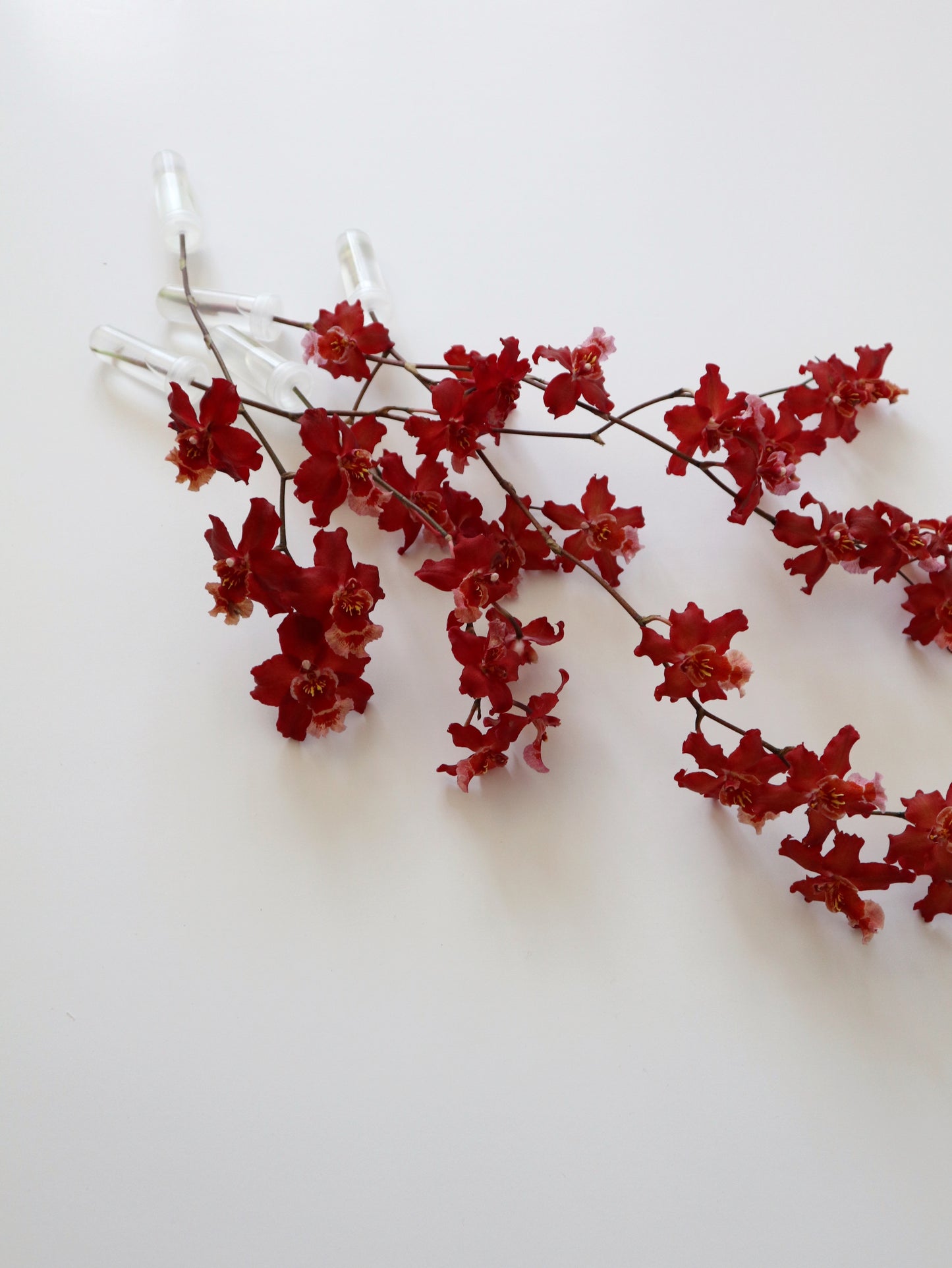 文心蘭‘爆竹’