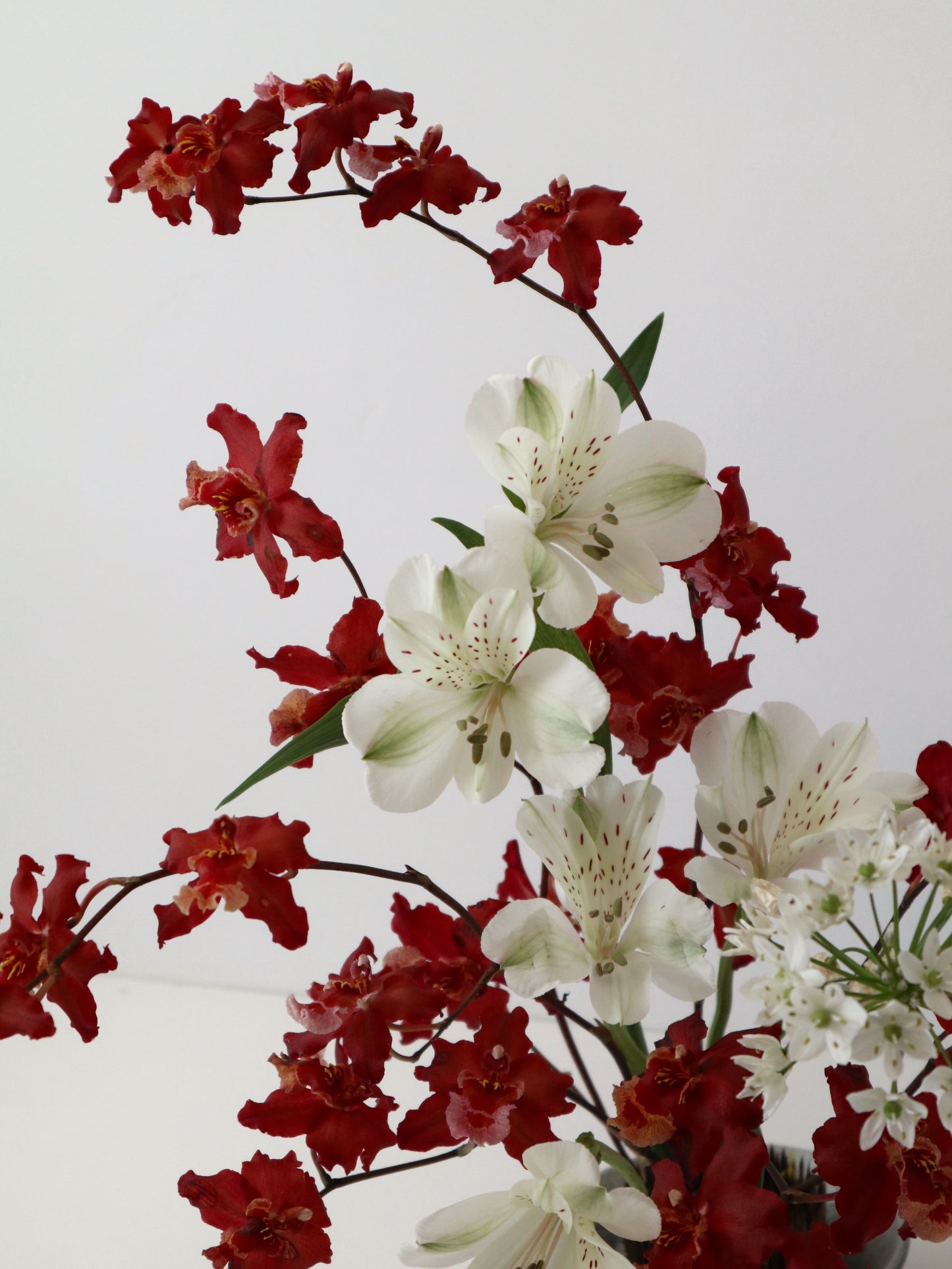 文心蘭‘爆竹’