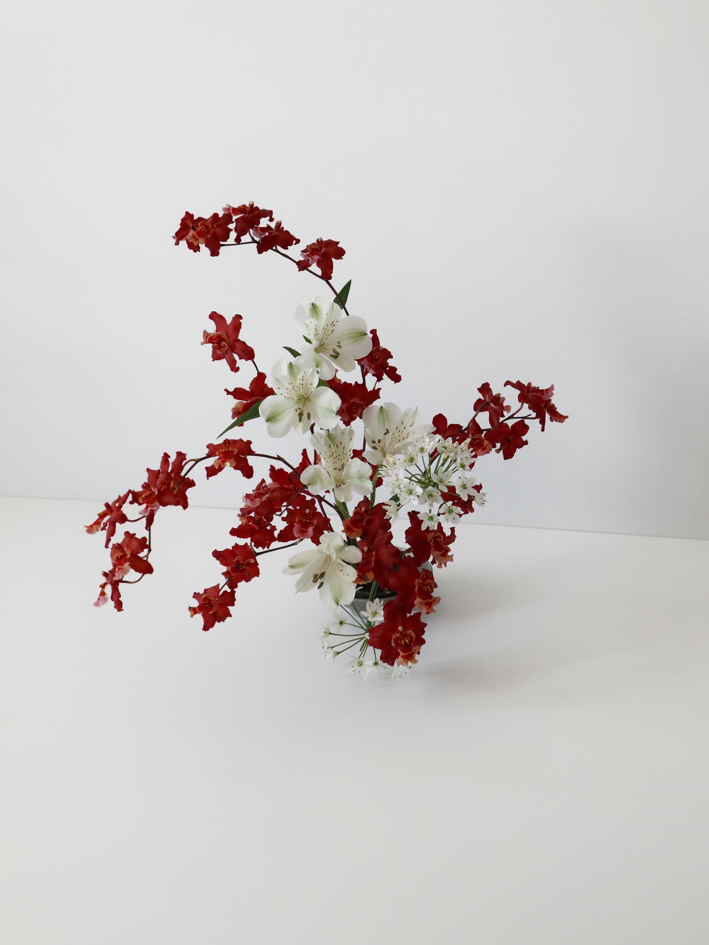 文心蘭‘爆竹’