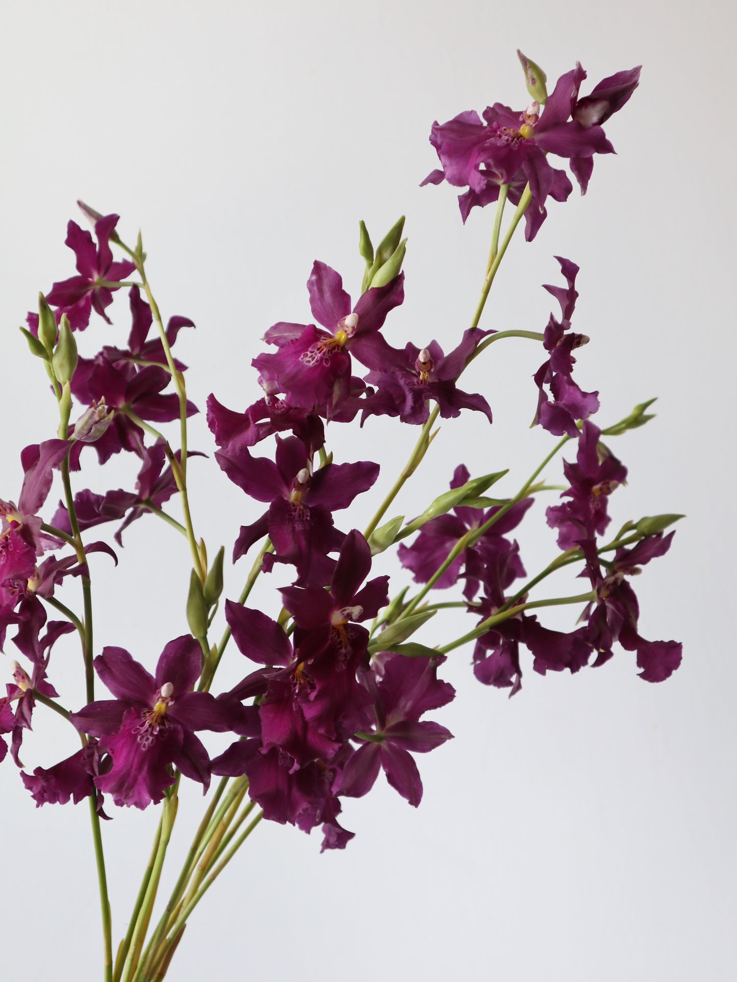 Miltonidium Hwuluduen Kenzie“激情”