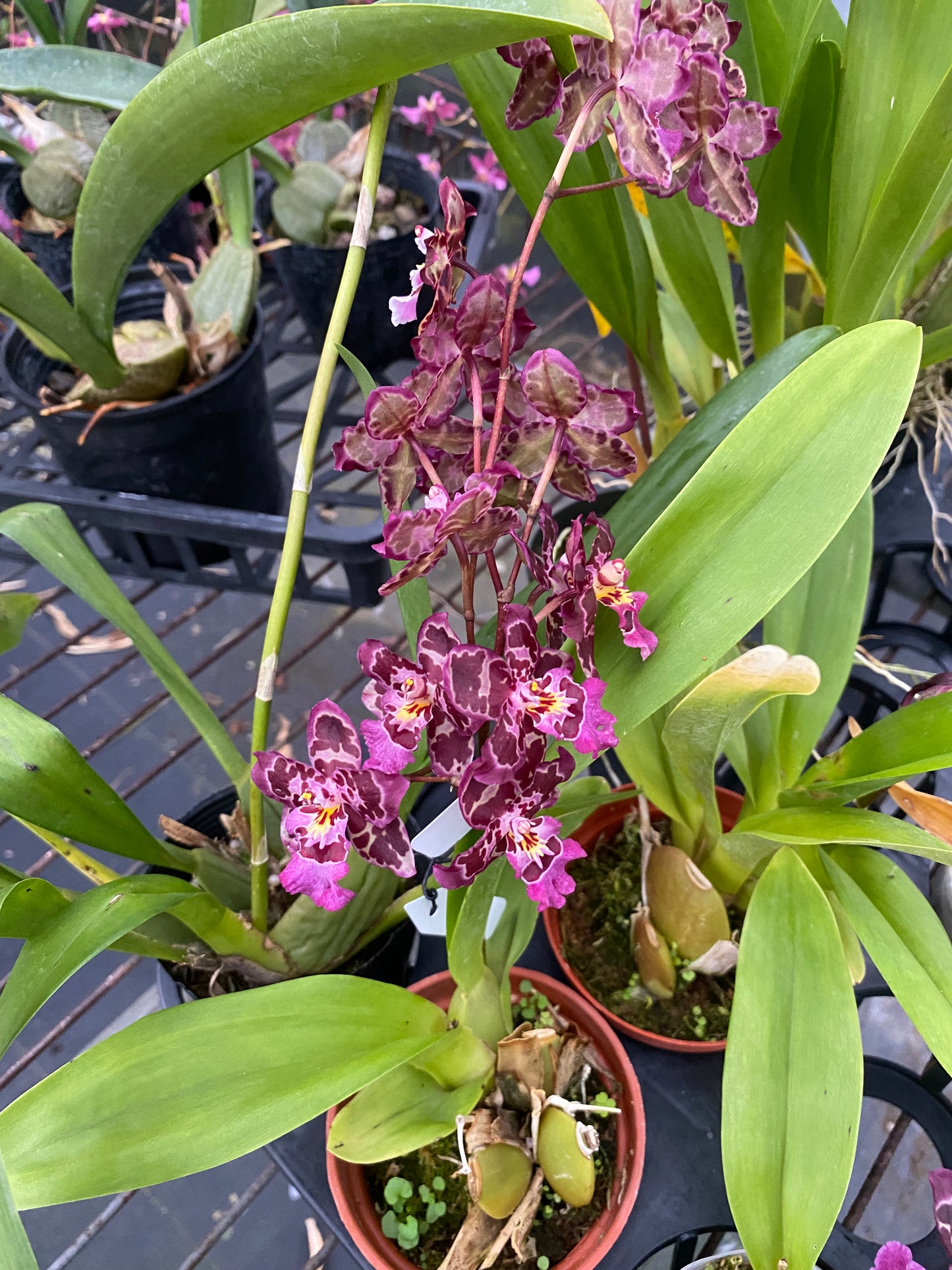 Oncidium Hwuluduen ‘Gina’ 文心蘭