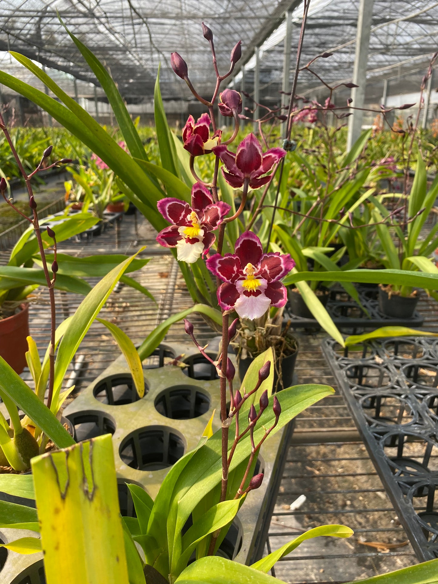 Zelenkocidium Hwuluduen 紅寶石“黛安娜”