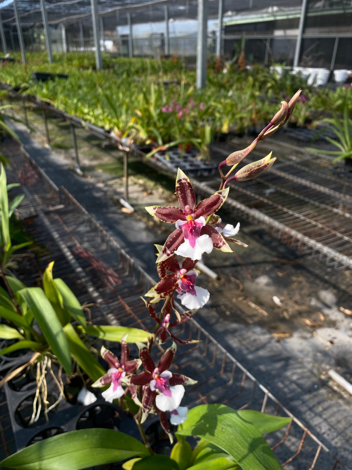 文心蘭‘夢想家’