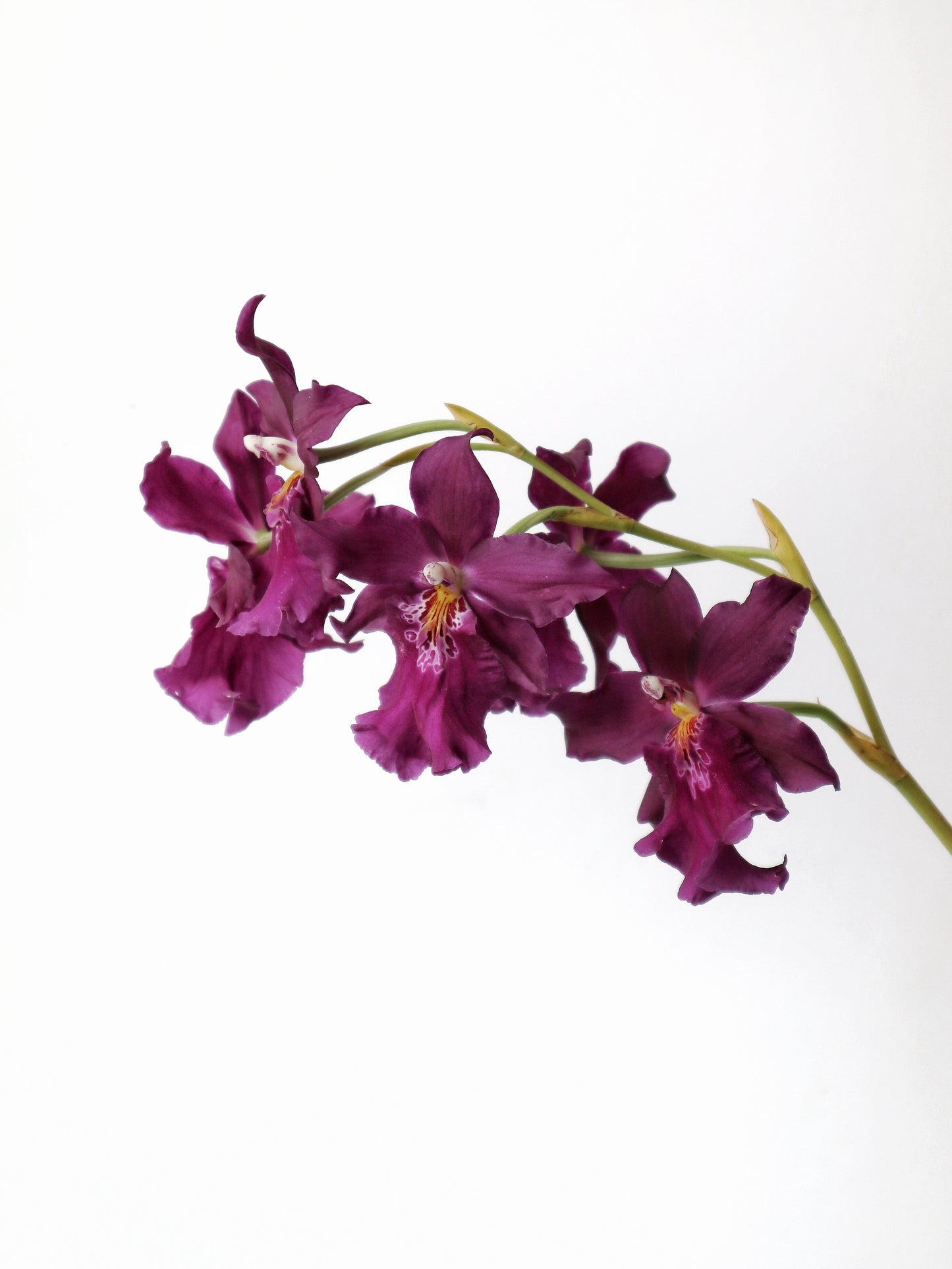 Miltonidium Hwuluduen Kenzie“激情”