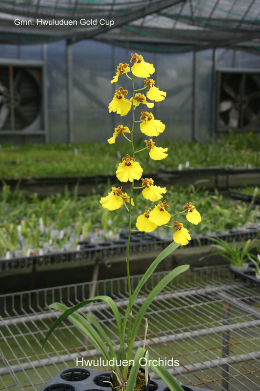 Gomonia Hwuluduen‘金杯’